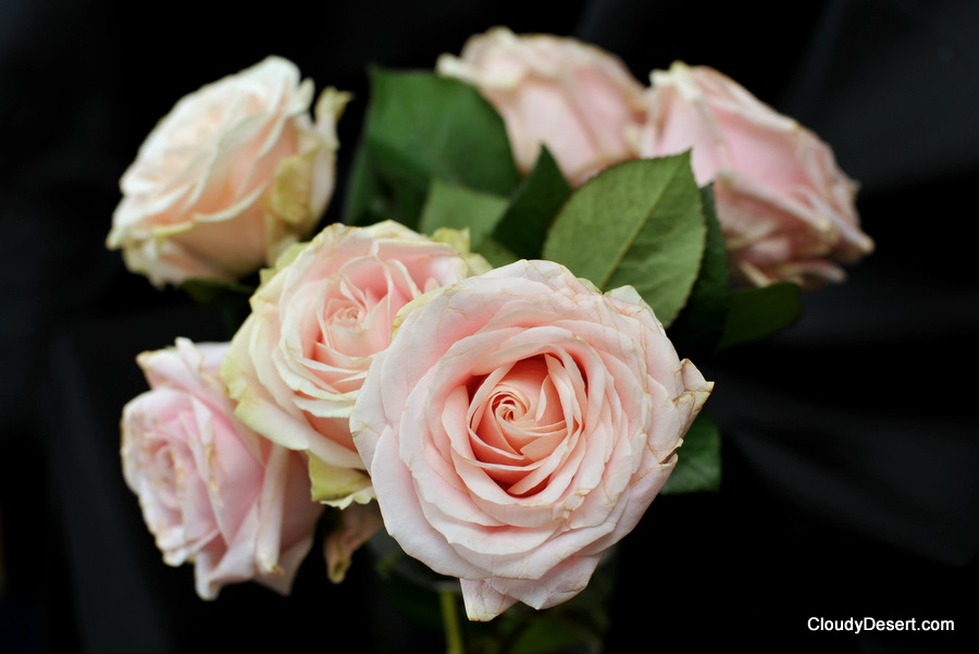 Pink roses