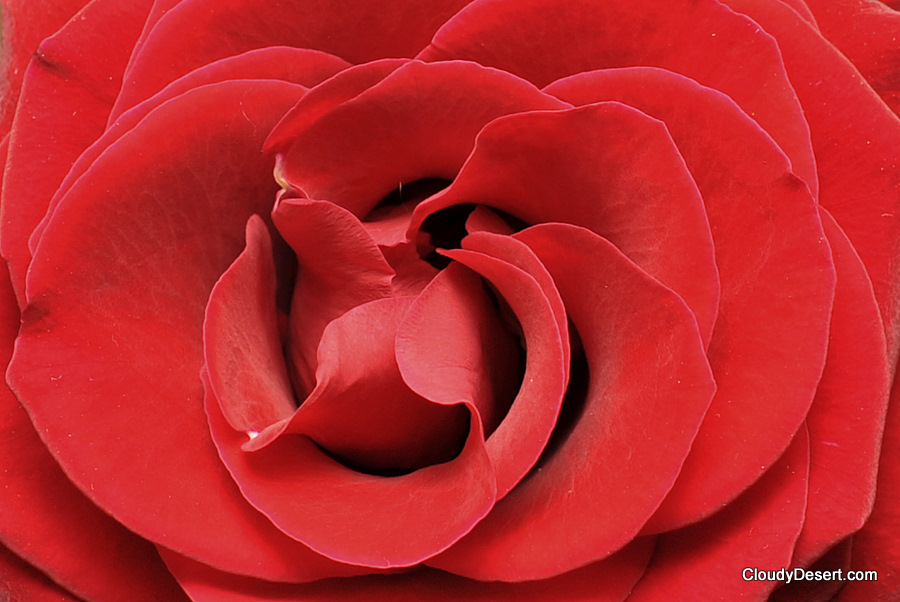 Red rose