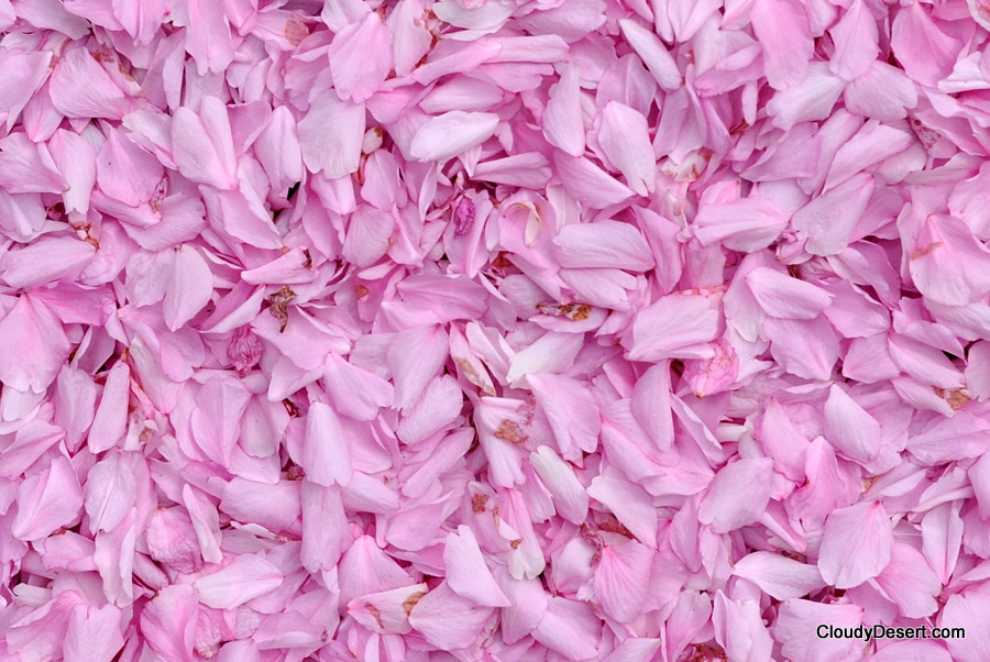 Pink petals