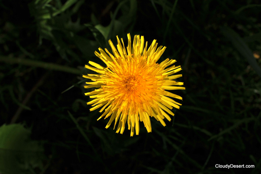 Dandelion