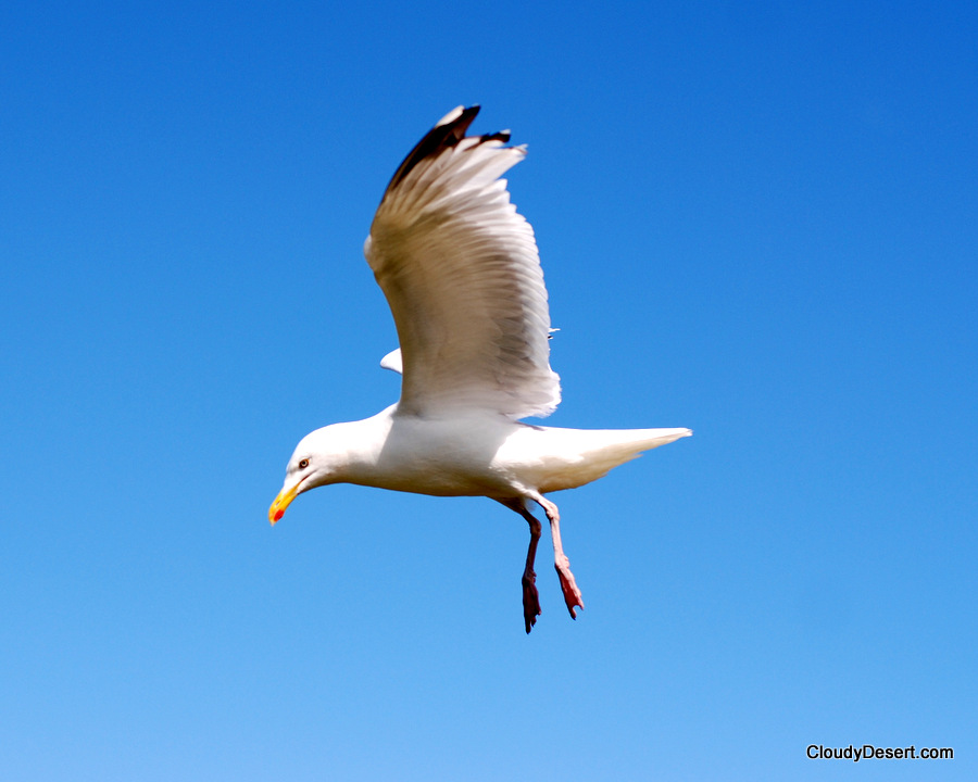 Coming in to land