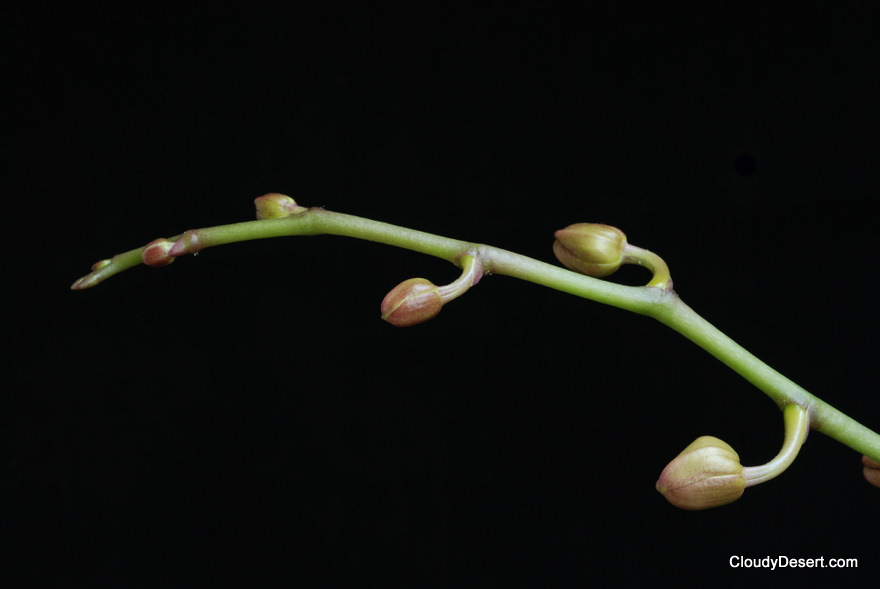Each little packet has another perfect orchid growing inside it.