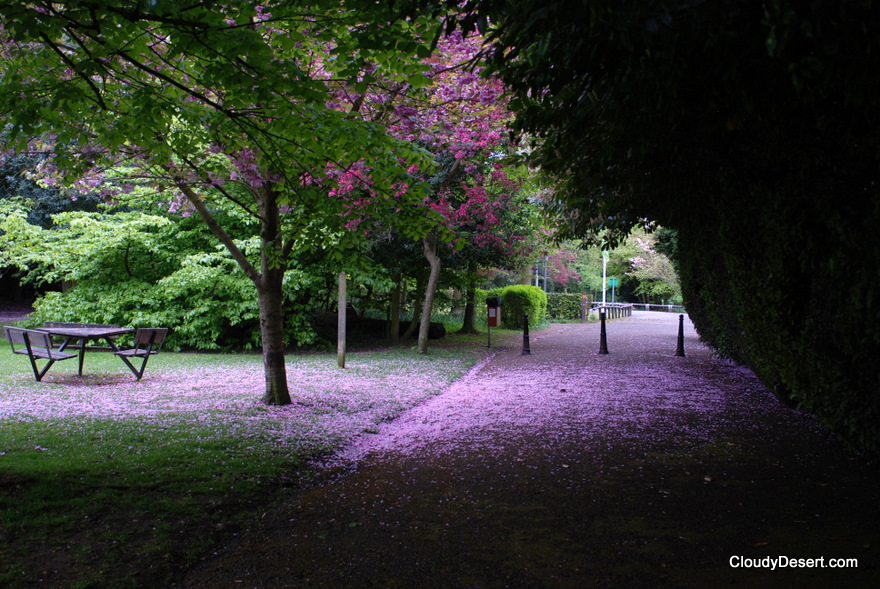 Lilac snow?